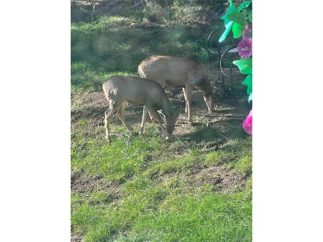 2184 S Grapevine Rd, Idledale, CO 80435