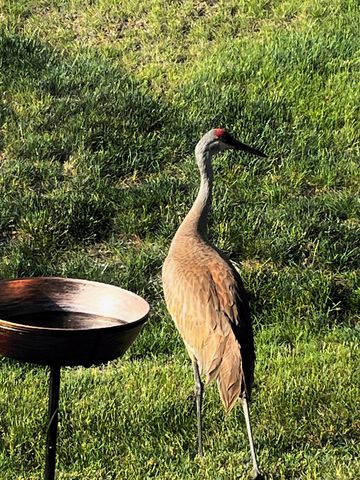 1175 Sonoma Court, Pingree Grove, IL 60140