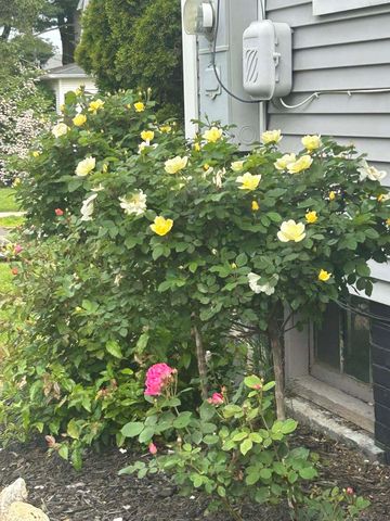 39 Forbes Place, East Haven, CT 06512