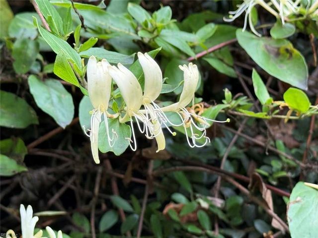 229 Tyler Brooks DR, Williamsburg, VA 23185