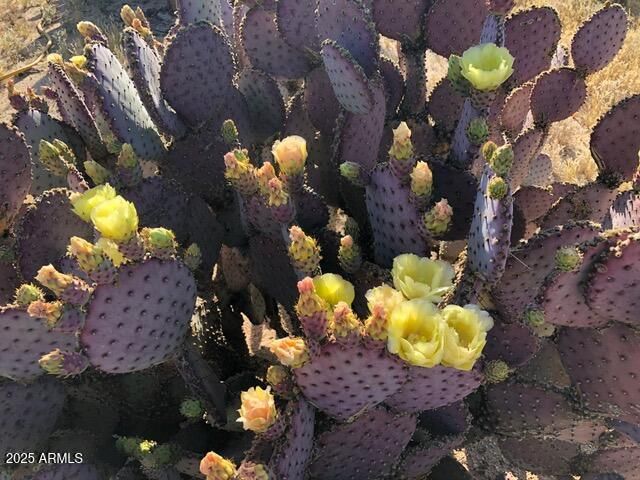 8362 N DEAD MANS GULCH Road, Florence, AZ 85132