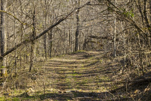 4250 Delina Rd, Cornersville, TN 37047