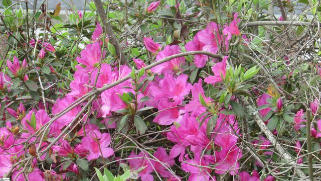 317 Hazel Drive, Clinton, SC 29325