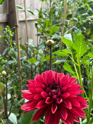 1466 N Drexel Avenue, Indianapolis, IN 46201