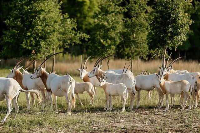 Lot 8 Majestic CRK, Blanco, TX 78606