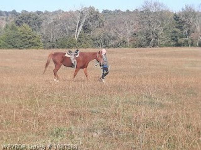 7123 Old 88 Road, Rudy, AR 72952