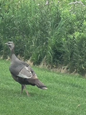 52229 Tacoma Narrows Drive, Macomb, MI 48042