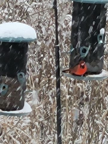 52229 Tacoma Narrows Drive, Macomb, MI 48042