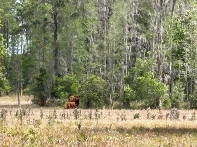 5400 BRUTON ROAD, Plant City, FL 33565