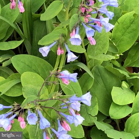 12080 AXLINE RD, Lovettsville, VA 20180