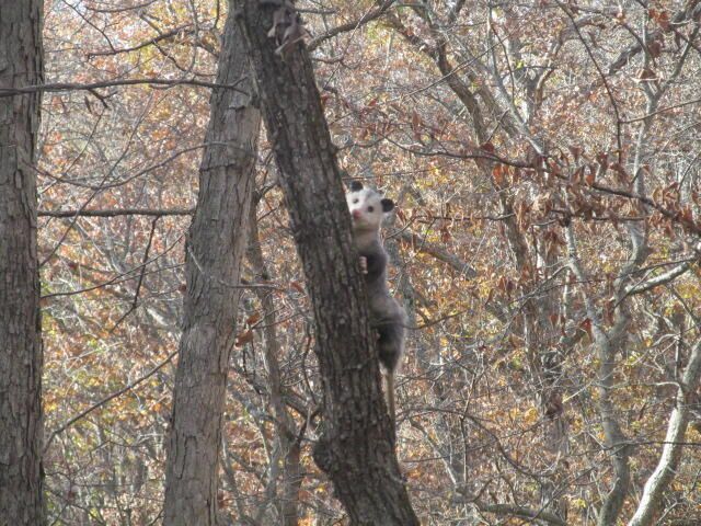 460 COUNTY RD 208, Fayette, MO 65248