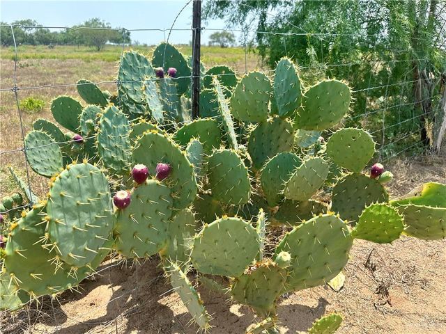 21407 Buck Fawn Drive, Edinburg, TX 78542