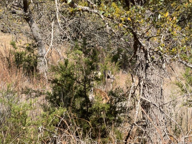 189 Campbell, Canyon Lake, TX 78133