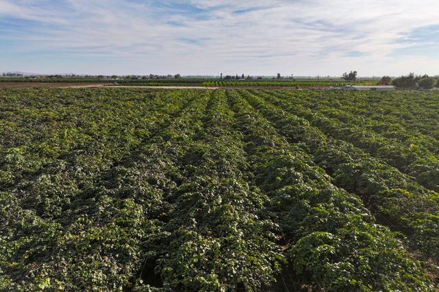 Rd. 136, Cutler, CA 93615