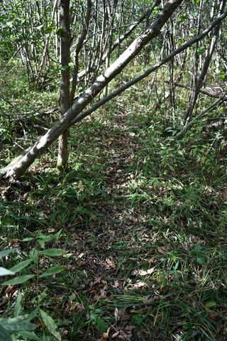 2275 Noble Road, Tawas City, MI 48763