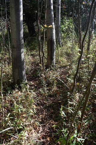 2275 Noble Road, Tawas City, MI 48763