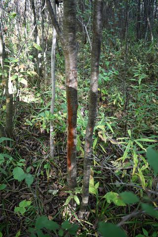 2275 Noble Road, Tawas City, MI 48763