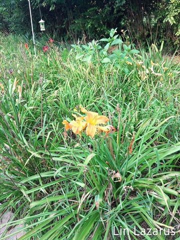 12675 Harder Road, Fabius Twp, MI 49093