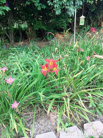 12675 Harder Road, Fabius Twp, MI 49093