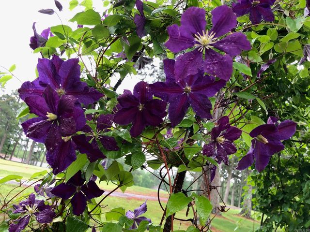 121 Rock Hill Road, Fairfield Bay, AR 72088