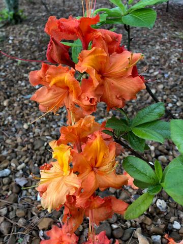 121 Rock Hill Road, Fairfield Bay, AR 72088