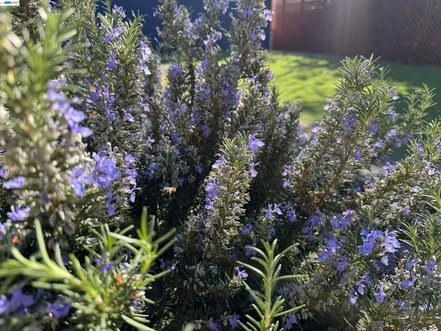 2672 Watson St, Castro Valley, CA 94546