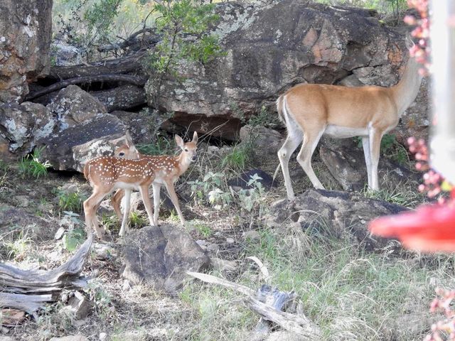 604 N Inwood RD, Buchanan Dam, TX 78609
