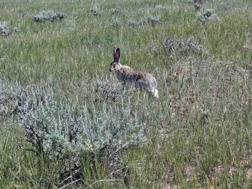 2627 Elk Creek Road, Winnett, MT 59087 photo 3