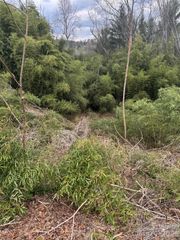 34 Belleair Road, Asheville, NC 28806