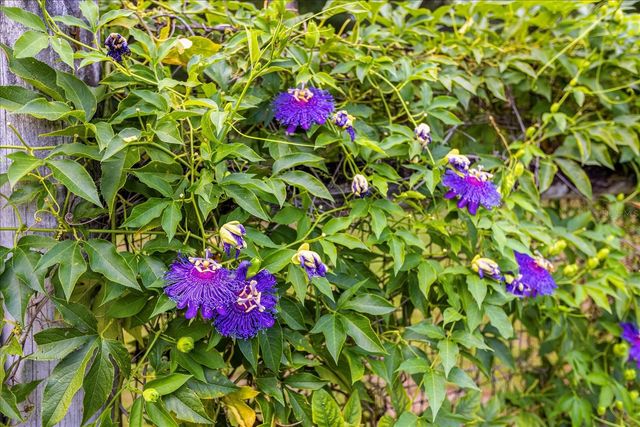 3660 GRAND AVENUE, Deland, FL 32720