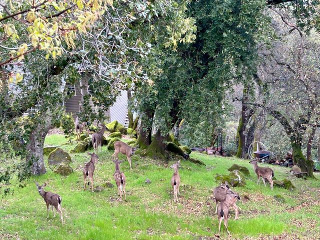 4427 Glencannon Dr, Fairfield, CA 94534