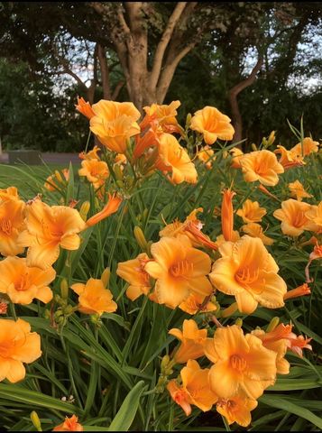 1740 Idlewild Lane, Homewood, IL 60430