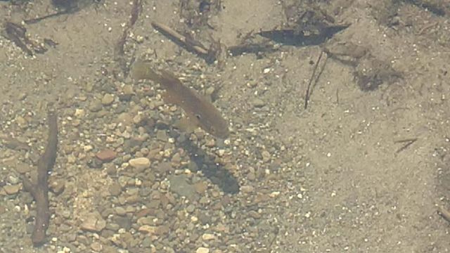 17420 Long Lake Drive Lot 12, Cassopolis, MI 49031