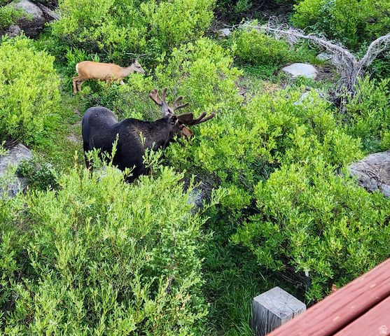 8101 S MILLICENTVIEW LN, Brighton, UT 84121