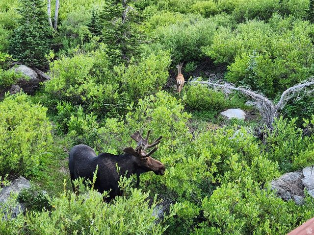 8101 S MILLICENTVIEW LN, Brighton, UT 84121