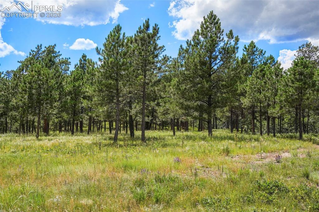 325 Pine Oaks Road, Colorado Springs, CO 80926 — photo 3