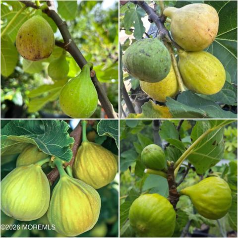 6 Hillcrest Road, Manalapan, NJ 07726