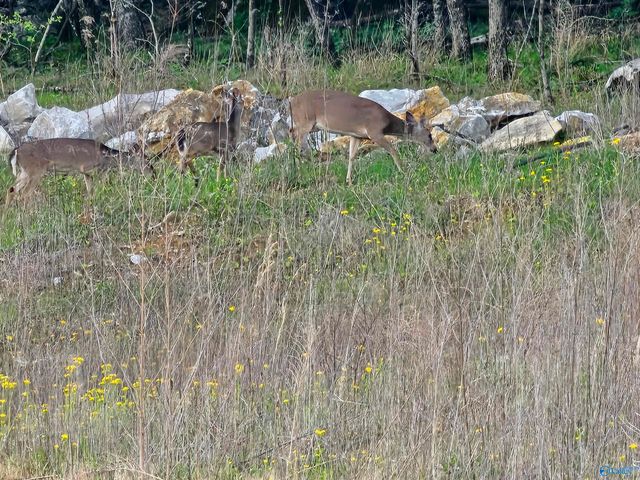 8098 Goose Ridge Drive, Owens Cross Roads, AL 35763