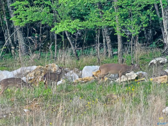 8098 Goose Ridge Drive, Owens Cross Roads, AL 35763