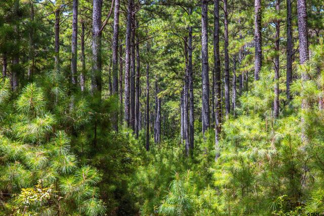 Tract 7 CR 4221, Frankston, TX 75763