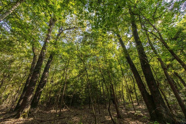 Tract 7 CR 4221, Frankston, TX 75763