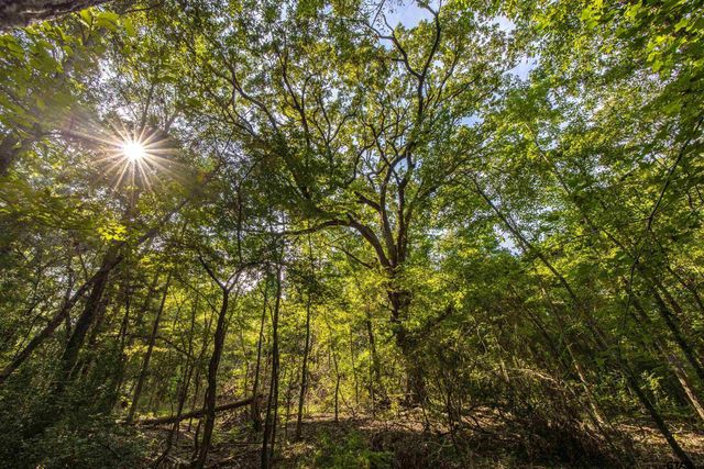 Tract 7 CR 4221, Frankston, TX 75763
