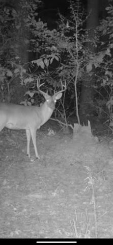 3299 CR 1579-2, Avinger, TX 75630