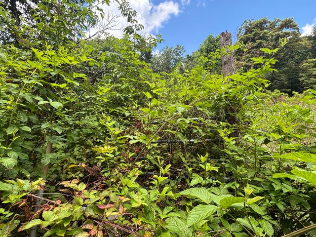590 Black Mountain Road, Dunlap, TN 37327