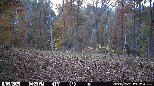 0 Chestnut Grove Rd, Pulaski, TN 38478