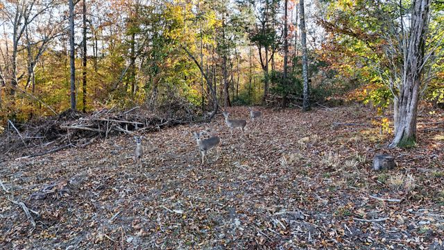 0 Chestnut Grove Rd, Pulaski, TN 38478