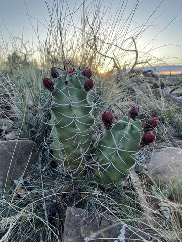 101 Wild Primrose Road, Placitas, NM 87043