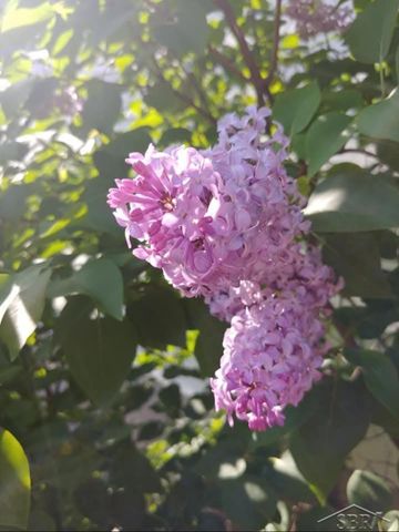 585 Evergreen Lane, Saginaw, MI 48604