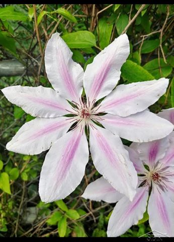 585 Evergreen Lane, Saginaw, MI 48604