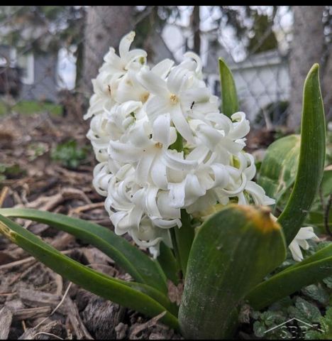 585 Evergreen Lane, Saginaw, MI 48604